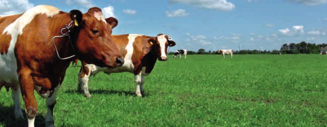 2.1.2 Weidegang für Rinder Im Rahmen der ELPM-Erhebung des Statistikamtes Nord wurde die Weidehaltung in landwirtschaftlichen Betrieben im Jahr 2009 erfasst.