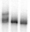 A Protein - Rec-wt Competitor (60 ng): pck30 RcRE Competitor (60 ng): LTR21 RcRE Probe: Rec- LRD1mutI Rec- LRD1mutII Rec- LRD1mutIII Rec-