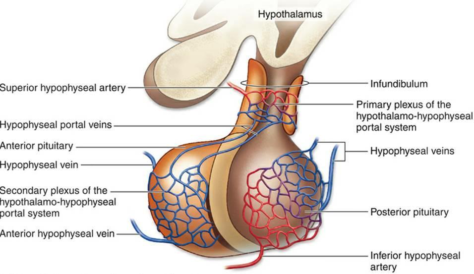 Abbildung 11: Anatomie der Gefäßversorgung der Hypophyse (Abbildung aus: Human Anatomy. McKinley, Michael and Valerie Dean O'Loughlin., First Ed.
