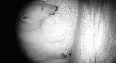 Dezember 2013 geborene Eisbärjungtier hat - nachdem es mit geschätzten 600 bis 700 Gramm Körpermasse zur Welt kam - dank der sehr fettreichen Muttermilch nun mit knapp zwei Lebensmonaten ein