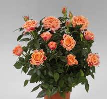 Parade -Rosen sind in allen Farben erhältlich und werden in 8- bis 11-cm-Töpfen gezogen, bis sie 27-29 cm hoch sind.