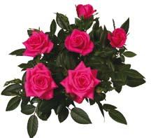 Party -Rosen sind eine Miniaturausgabe der Parade -Rosen und in vielen Farben erhältlich. Sie haben große Knospen und werden in der Regel in 5- bis 6-cm-Töpfen gezogen, bis sie 12-14 cm hoch sind.