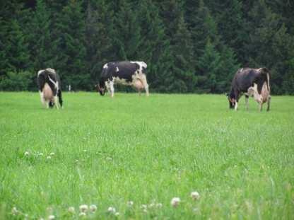 Besonderheiten der Grünlandbewirtschaftung im ökologischen Landbau deutlich