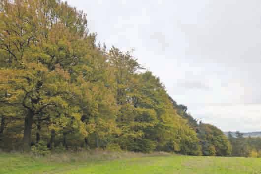 Ausgabe: 22/2013 Amtsblatt Neue Werra-Zeitung Seite 12 Am Selig Bunt sind schon die Wälder, gelb die Stoppelfelder und der Herbst beginnt.