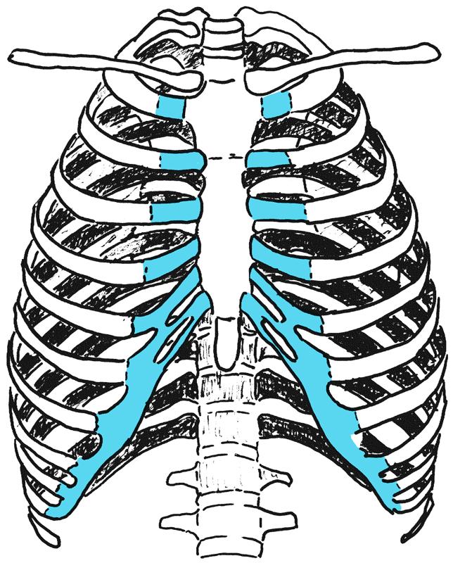 Thorax (Brustkorb) Knöcherne Bestandteile Brustwirbel -2 Brustbein = Sternum Rippen = ostae -2 ventrale Gelenke Rippenknorpel Sternum (Synchondrose) -7 direkt (echte Rippen = ostae verae) falsche