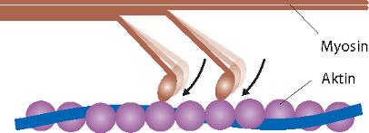 . Die Muskeln 17 Vorgang der Muskelkontraktion Zur isotonischen Muskelkontraktion ist heute immer noch die 1954 von Hugh Huxley et al. begründete Sliding-Filament-Theorie von allgemeiner Gültigkeit.