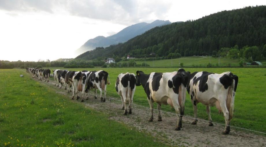 Betriebsentwicklung Ab 1970 HF Kühe 1978 Umstellung auf Bio und Zucht auf Lebensleistung Seit Umstellung: