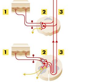 das Rückenmark Kortex 3 Weiterleitung des Signals zum Thalamus 4 5 Verteilung des Signals vom Thalamus zu anderen