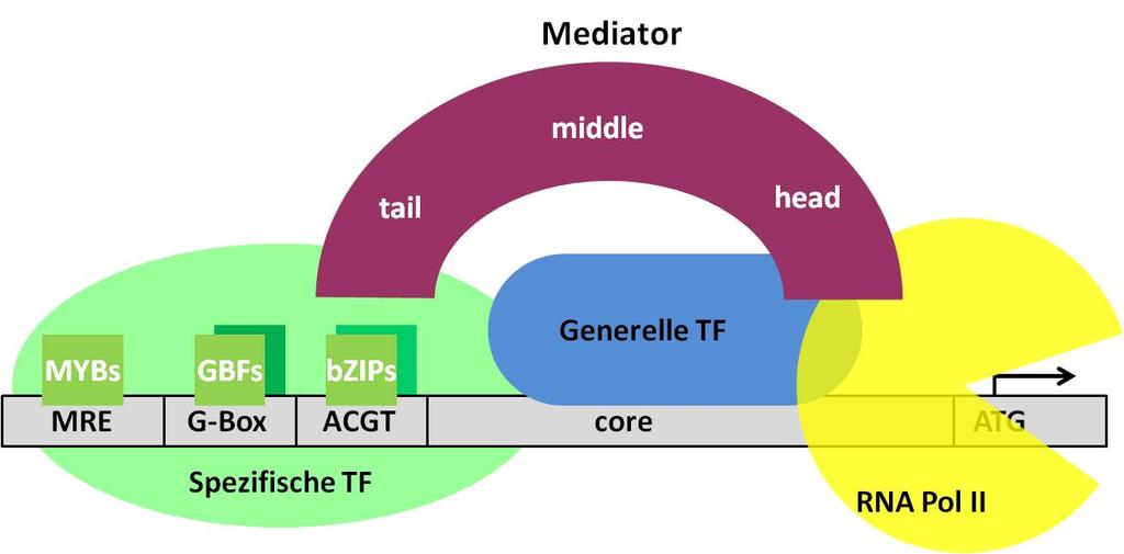 Einleitung Ein eukaryotischer Promotor (Abbildung 1-2) besitzt mehrere cis-regulatorische Elemente (CRM, cis-regulatory modules), z.b. TATA-Box, G-Box oder MYB-Bindesequenzen, die aus Bindestellen für Aktivatoren und Repressoren der Transkription bestehen.