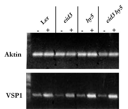 Ergebnisse sehen, ist das Gen auch ohne Hormonbehandlung exprimiert, wird aber durch MeJA deutlich induziert. Die hy5-mutante zeigt eine stärkere Induktion von VSP1 im Vergleich zum Wildtyp.