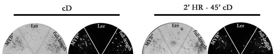 Ergebnisse 3-33 zeigen von jeder Petrischale die Auflicht- und Biolumineszenzaufnahme. Hierbei entspricht ein größeres Lumineszenzsignal einer erhöhten Promotoraktivität.