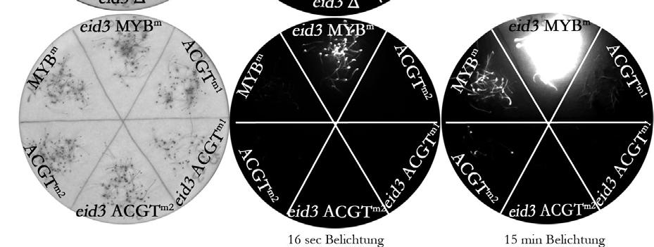 Die Promotoraktivität scheint durch den Dunkelrotlichtpuls unterdrückt zu werden. Wie im cd und nach HR zeigen die Linien im eid3-hintergrund eid3 Δ, eid3 ACGT m1 und eid3 ACGT m2 keine LUC-Aktivität.