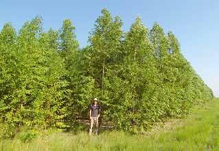 Jahr Eukalyptus im zweiten Jahr. Wuchshöhe 8 m BHD-Durchmesser 8 cm Volumen 20 m 3 /ha 2.