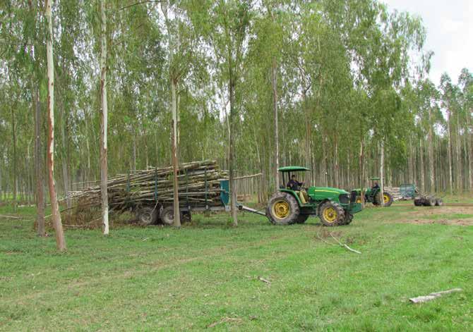 54 (b) Bepflanzung der gepachteten Grundstückfläche mit einer Kombination aus Wertholz und Energieholz (sog.