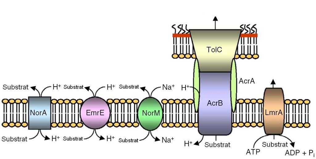 8 Einleitung Substrat TolC Äußere Membran Substrat H + H + Substrat Substrat Na + H + AcrA Substrat NorA EmrE NorM AcrB LmrA Plasmamembran Substrat H + Substrat H + Substrat Na + H + Substrat