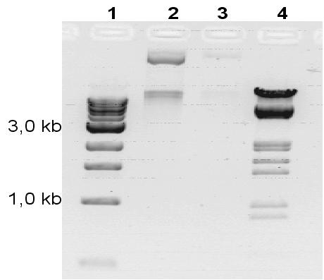 48 Material und Methoden 3,0 kb 1,0 kb Abbildung 16 Agarosegel (1,5%): 1: 1 kb DNA ladder, 2 und 3: isolierte supercoiled bzw. opencircle Plasmid-DNA, 4: PEQgold DNA-Sizer III) 2.3.6.2 Insertion Das PCR-Produkt, welches durch homologe Rekombination in das acrb-gen inseriert wurde, bestand aus der rpsl-neo-kassette (s.