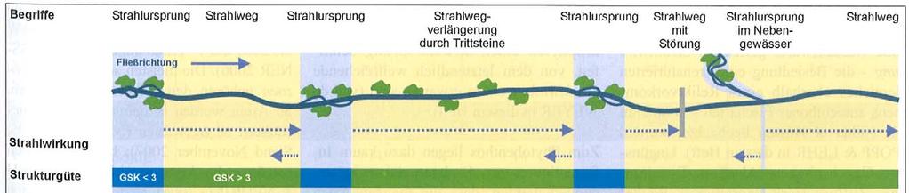 Strahlwirkungsprinzip und Trittsteine Strahlwirkung: Ergebnis der aktiven oder passiven Migration von
