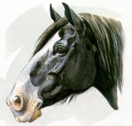 Ramskopf Die Ohren Die Ohren des Pferdes stehen am oberen Teil des Schädels, seitlich des Scheitels und ihn um