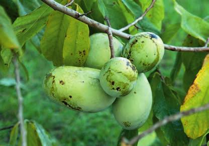 18 Pawpaw Asimina triloba Blüte oooo Herbstfärbung oooo Frucht oo Verwendung Pflanze: Solitär, Gruppen Verwendung Frucht: M