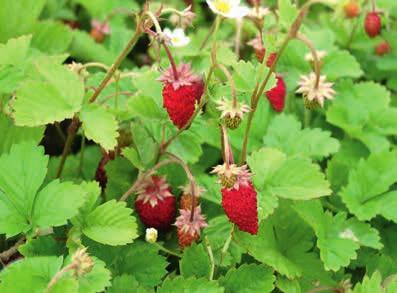 Walderdbeere Fragaria vesca Blüte ooo Herbstfärbung o Frucht oo Verwendung Pflanze: Gehölzränder, neben