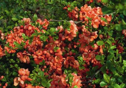 8 Zierquitte Chaenomeles japonica Blüte oooo Herbstfärbung o Frucht oooo Verwendung Pflanze: Solitär Verwendung Frucht: M, K, S, W, L frisch verzehrbar: nein Größe: 1 m AUSPFLANZHINWEIS Die