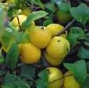 Pro Strauch können 1 3 kg Früchte geerntet werden, wobei der Anteil der Samen an der Fruchtmasse sehr hoch ist.
