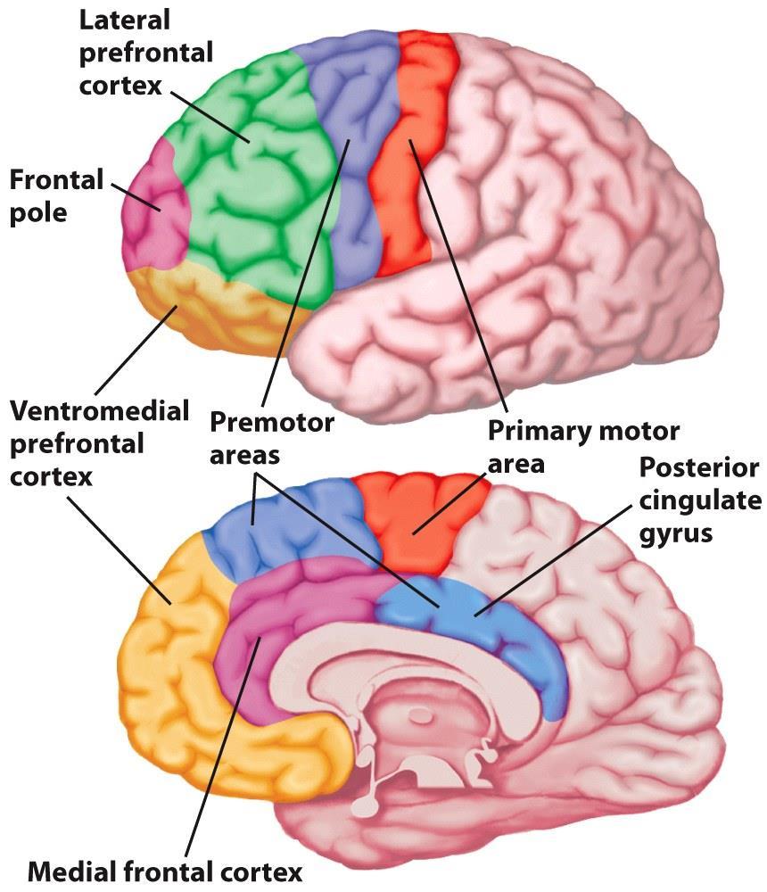 Kognitive Kontrolle (PFC) Konflikt Der anteriore cinguläre Cortex