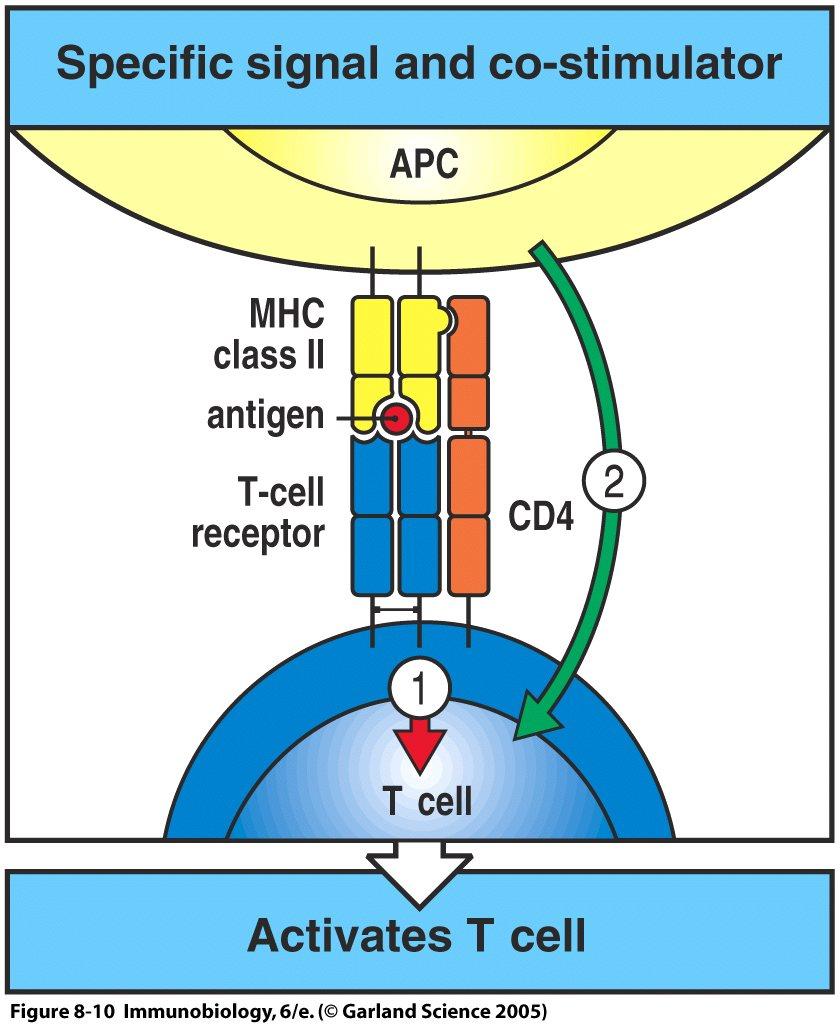 Für die T-Zell-Aktivierung werden zwei Signale gebraucht: 1. Signal: vom TcR-CD3-Komplex Antigen-spezifisch 2.