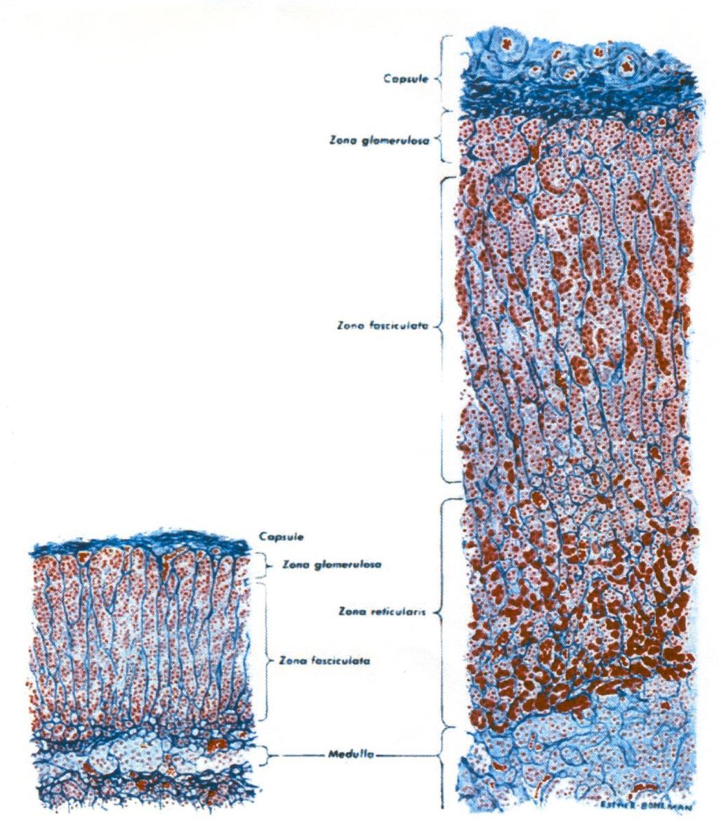 Abbildung 4: Mikroskopischer Aufbau der Nebenniere. Schnitte durch die Nebenniere eines 6-monatigen Säuglings (links) und eines männlichen Erwachsenen (rechts, vgl. Abb. 5).