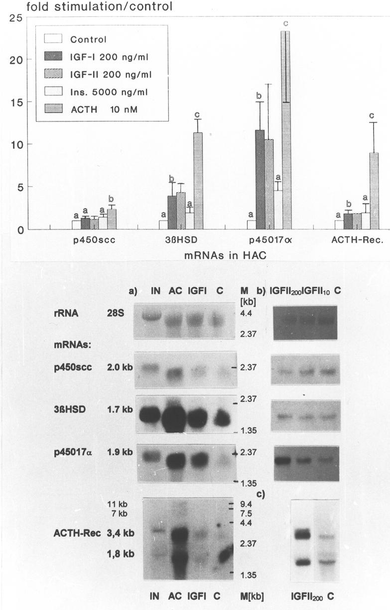 Vielfaches der Kontrolle Abbildung 14: mrna- Kontrolle Expression der Steroidenzyme P450scc, 3ß-HSD und P450c17α sowie des ACTH- Rezeptors in humanen NNR- Zellen (HAC) durch verschiedene