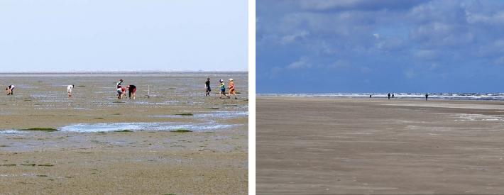 Von der Spülsaumsafari bis zur Winterwanderung bietet das Wattwanderzentrum Ostfriesland viele interessante Ausflüge ins ostfriesische Wattenmeer. Seien Sie gespannt!