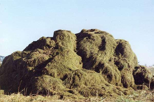 Die Biomasse wird ungenutzt entsorgt weitere Kosten für Gewässerunterhalter