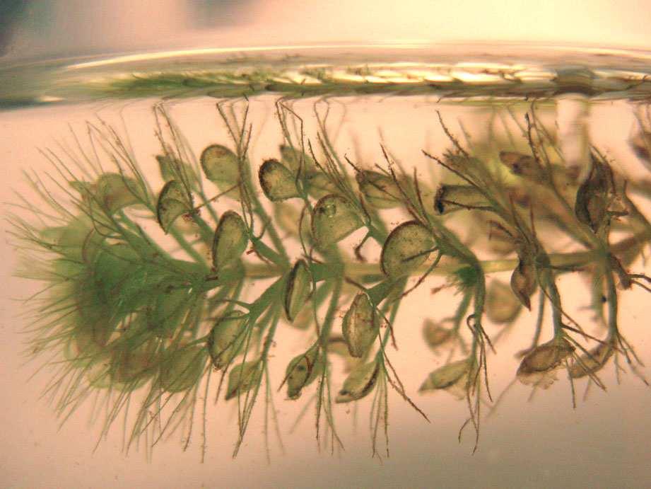 4: Wasserfalle (Aldrovanda vesiculosa) in einem Wasserglas. Die Art lebt wie die Utricularia-Arten submers, ist aber nicht näher mit ihnen verwandt (Wahner Heide/NRW, 13.08.2011, A. JAGEL).
