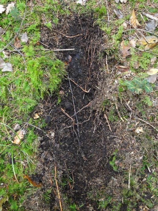 Diese Böden reagieren sehr empfindlich auf künstlich eingebrachtes Nadelholz. Die wirkende Nadelstreu hemmt die Bodenaktivität zusätzlich.