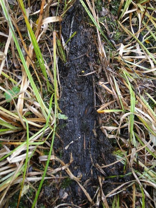 9 Anmoor Ist der Boden morastig, schwarz und schmierig, handelt es sich um Anmoor. Diese Humusform entsteht bei staunassen Verhältnissen.