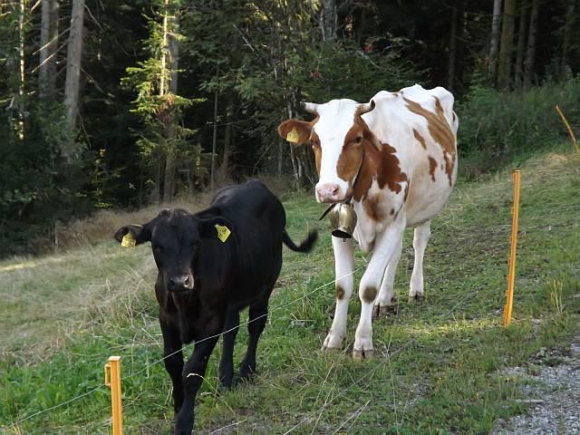 15: Glückliche Schwarzwald-Kühe, sie wissen vermutlich nicht, was