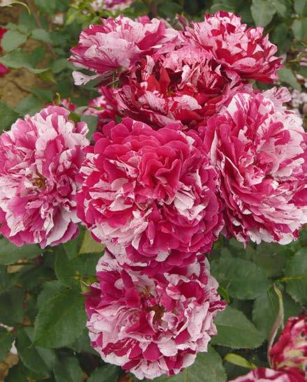 Rose 'Rosy Boom' Rosa-Hybride, rispenartige Blütenstände, 6
