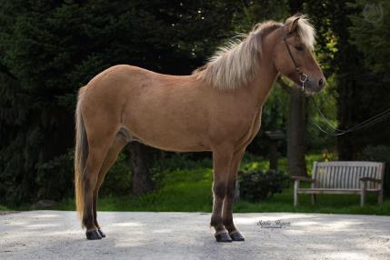 Trab und Galopp sind sicher. Aufgrund seiner sehr ansprechenden und weiten Bewegungen ist er auch als Sportpferd gut denkbar.