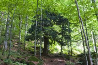 00 Uhr Nordic Walking für Erwachsene; Treffpunkt Rezeption(Voranmeldung) 17.30-18.30 Uhr Kommt zum betreuten Essen in den Sindalan. 18.00-19.