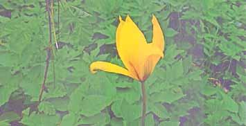 Botanische Kostbarkeit An den letzten Apriltagen konnte man im Kreypauer Wäldchen eine schöne, aber streng geschützte Pflanze bewundern: Die Wildtulpe (Tulipa silvestris L.