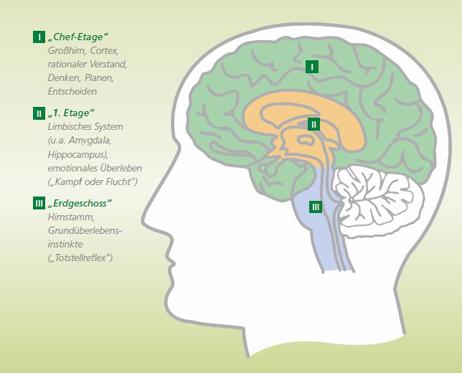 1. Was verstehen Sie unter "Dissozia=on" (Begriﬀsklärung), was passiert im Körper? Gehirn I. Chef Etage Großhirn, Cortex, ra=onaler Verstand, Denken, Planen, Entscheiden II.