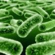 Harnwegsinfektionen Mikrobiologie Escherichia coli is the most common bacterial cause of UTI 80 % Other gram-negative bacteria include Klebsiella,