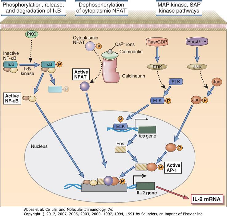 IL-2 Genregulation Sehen Sie dass bis zu 4 Signalwege erforderlich sind, um IL-2 Expression zu erhalten? PKC aktiviert NF-kB. Ca ++ /Calcineurin aktiviert NFAT.