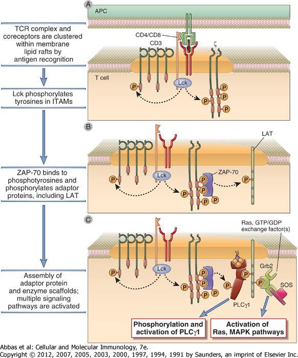 Signalinitiation Ligandenbindung führt zu einem Clustering von TCR und Corezeptoren. Die CD4/CD8-assoziierte Kinase Lck phosphoryliert die ITAMs. Lck gehört zur Src-Typ Familie.