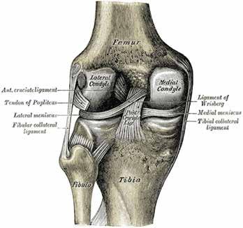 Was ist Arthrose Was ist Arthrose? Die Anatomie des Kniegelenks Das Kniegelenk ist das größte Gelenk des Menschen.