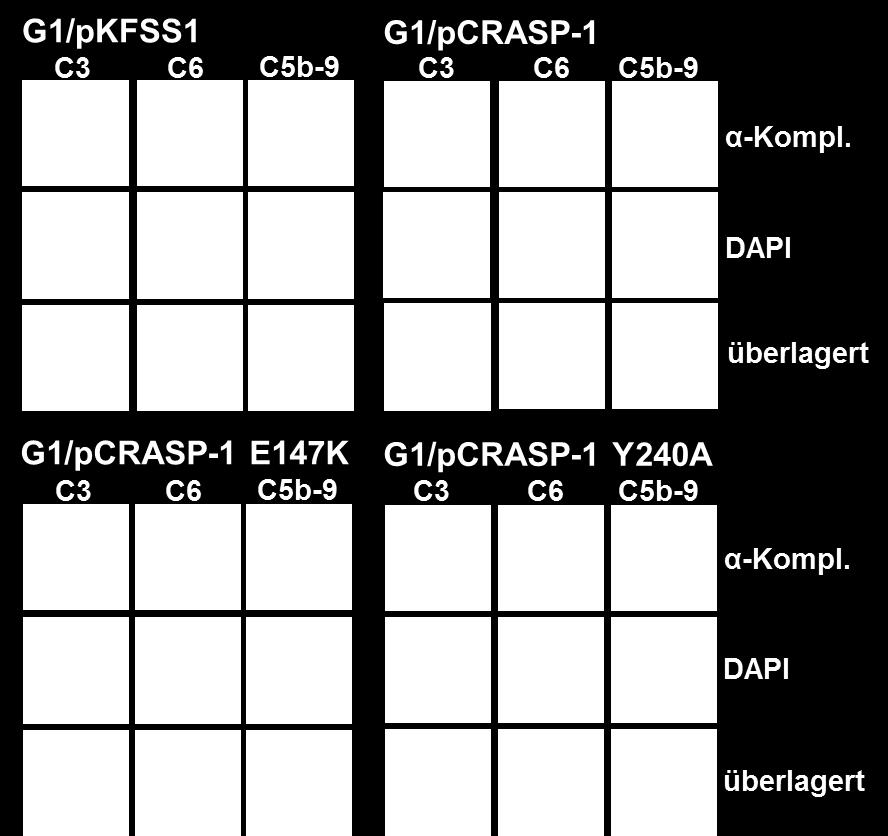 Die Komplementkomponenten C3 und C6 wurden mit den spezifischen, polyklonalen Antikörpern anti-c3 und anti-c6 auf der Zelloberfläche der Borrelien detektiert.