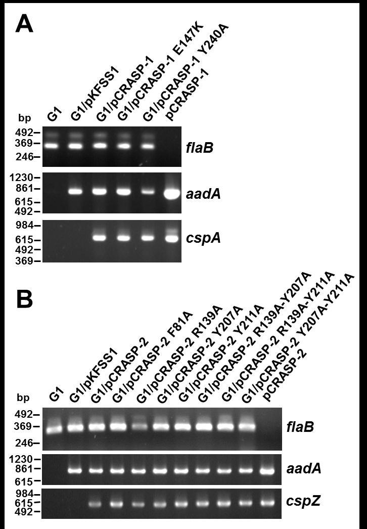 Ergebnisse Abb. 8: Charakterisierung der Borrelientransformanten mit den mutierten CRASP-1-kodierenden cspa-genen und den mutierten CRASP-2-kodierenden cspz-genen.