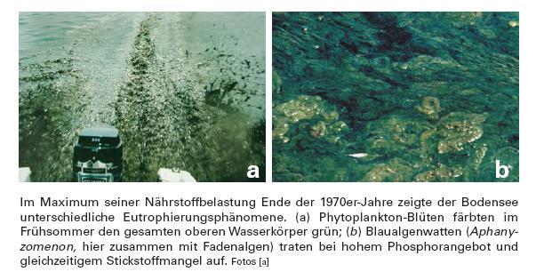 Die ökologische Nische Anders als andere Cyanobakterien (Blaualgen), die im Bodensee während der Phase starker