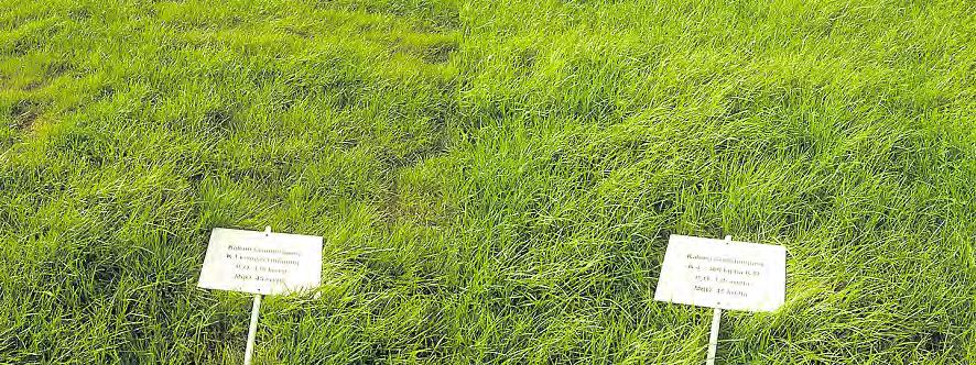 0 Pflanze URNLTT l 9. März 1 Grünland bedarfsgerecht düngen Nicht nur die Stickstoffdüngung bedenken ine bedarfsgerechte üngeplanung orientiert sich nicht ausschließlich am Stickstoffbedarf.
