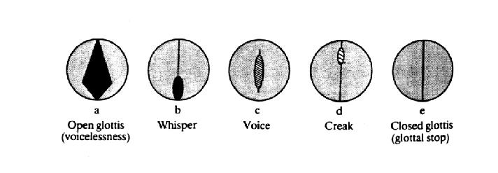 Abbildung 2.1: Blick auf die Glottis bei verschiedenen Phonationsarten [aus Catford, 1988] ist (Abbildung 2.1 b).
